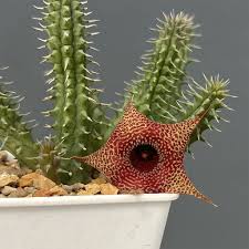 Image result for Huernia kirkii