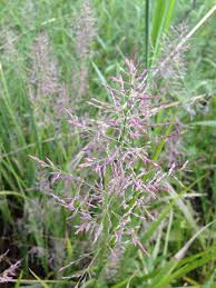 Image result for Polystachya purpureobracteata