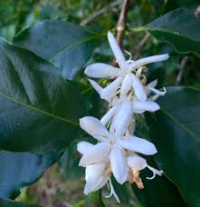 Image result for Coffea canephora