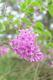Simple feeders and low cost sugar and water is. 12 Ways To Attract Bumble Bees To Your Garden The Homespun Hydrangea