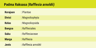 Beragam warna dan bentuk yang indah menjadi energi positif yang merasuk umumnya, satu tangkai hanya menghasilkan satu bunga. Rafflesia Arnoldii Bunga Terbesar Di Dunia Asal Sumatera Greeners Co