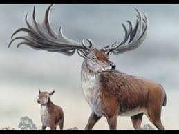 The Biggest Deer Of The Planet Extinct Animals Irish Elk Prehistoric Animals