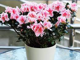 4 holunder mit dunklen blättern und rosa blüten rezepte. 10 Wunderschone Bluhende Zimmerpflanzen Fur Ihr Zuhause
