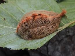 Asps And Other Stinging Caterpillars Insects In The City