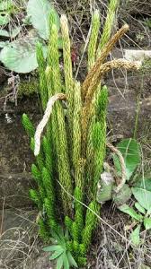 Image result for Huperzia saururus