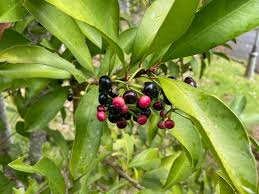 Image result for Ardisia staudtii