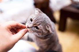 Giving Your Cat Benadryl Everything You Need To Know Traveling With Your Cat
