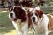 St Bernard Colors Reddish Brown Brindle