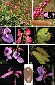 Image result for Macropsychanthus