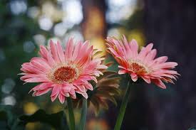 Bunga narsisus, bunga matahari, bunga daisy, lili, lilac, dan krisan kuning dapat menjadi alternatif terbaik untuk memberikan bunga kepada sahabat, keluarga, atau kolega anda. Bunga Matahari Merah Muda Indah Terang Warna Bunga Aster Flora Bunga Daun Bunga Piqsels