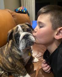 Our new bulldog puppy fits in perfectlywith our family ❤️