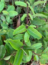 Image result for Cryptolepis obtusa