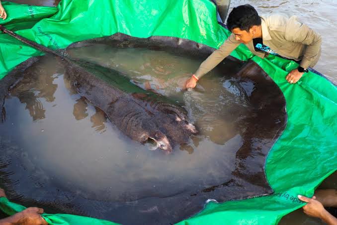 Giant Freshwater Stingray