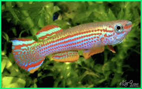 Selanjutnya hewan ovovivipar contohnya adalah buaya. Ikan Mas Berkembang Biak Dengan Cara Ovipar Vivipar Atau Ovovivipar Archives Hobi Mancing