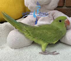 Maybe you would like to learn more about one of these? Indian Ringneck Parakeet For Sale