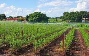 Extras din ghidul solicitantului pentru submăsura 4.1a investiții în exploatații pomicole, cu accent pe livezile de nuci altoiţi. Plantatie De Afine Exemplul Unui Fermier Care Vinde La Export