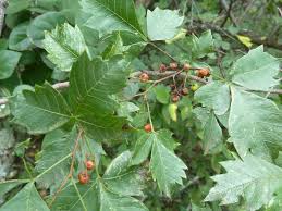 Image result for Searsia dentata