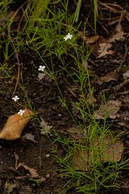 Image result for Kohautia