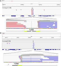 100% safe and virus free. High Throughput Analysis Of T Dna Location And Structure Using Sequence Capture