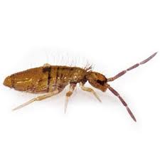 What do they look like? Springtail Pest Control Services Viking Pest Control