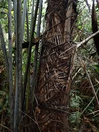 Image result for Raphia sese