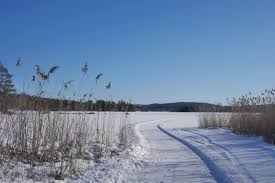 If you visit sweden in the winter, you should not forget dog sledding to explore some parts of the national park. Mooiste Vakantiehuis Zweden