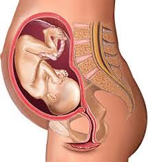 Here's a study that will make you blush. Female Body Parts The Uterus Giver And Taker Of Life Obdrmama