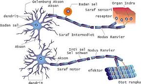 Hewan vertebrata juga memiliki sistem saraf pusat dan sistem saraf tepi. Saraf Neuron Fisiologi Mydokterhewan