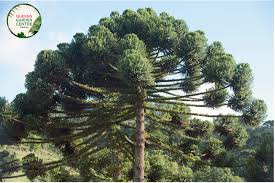 Image result for Araucaria cunninghamii