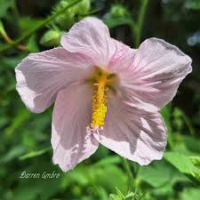 Image result for Kosteletzkya grantii