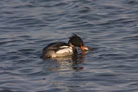 Check spelling or type a new query. Red Breasted Merganser Mergus Serrator Linnaeus 1758