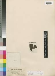 Image result for Oncella curviramea