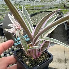 Image result for Ledebouria luteola