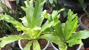 We did not find results for: Kadaka Java Nidus Variegata Jadi Tanaman Hias Populer Di Masa Pandemi Bikin Cantik Interior Rumah Warta Kota