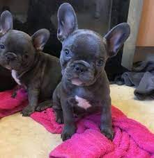 Rare colored french bulldog puppies for sale of grand champion lineage and akc registered right here in the heart land of lancaster pa pennsylvania. French Bulldog Puppy Dog For Sale In San Antonio Texas