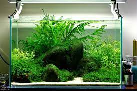 Get Excited And Make Something Nature Aquarium Aquarium Aquascape