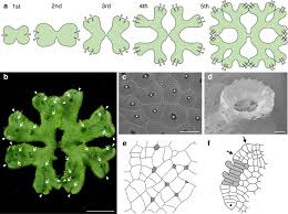 Maybe you would like to learn more about one of these? Positional Cues Regulate Dorsal Organ Formation In The Liverwort Marchantia Polymorpha Springerlink