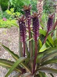 Image result for Eucomis