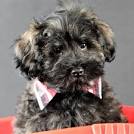 Schnoodle Puppy Adoptions - Puppies for Sale in PA