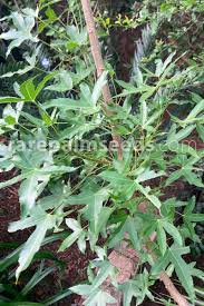 Image result for Cussonia corbisieri