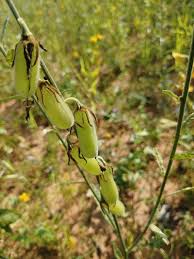 Image result for Crotalaria juncea