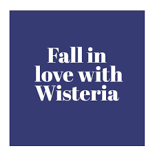 Fall In Love With Wisteria Flowers And Gifts Wisteria Amazing Flowers Flowers
