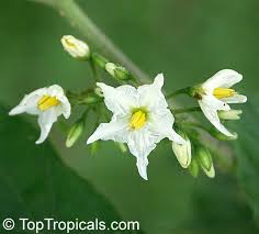 Image result for Solanum torvum