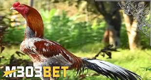 Pin Di Gallery Ayam Bangkok Ayam Saigon Ayam Filipina Ayam Birma Etc