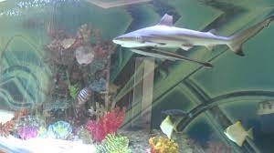Huge Private Shark Tank With Fish Youtube