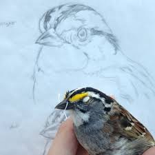 You can choose to join the discussion forum to share your thoughts and images. Birds In Art An Interview With Painter Liz Clayton Fuller Bryony Angell