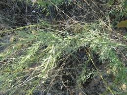 Image result for Thamnosma rhodesica