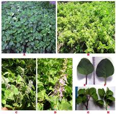 Image result for Plectranthus swynnertonii