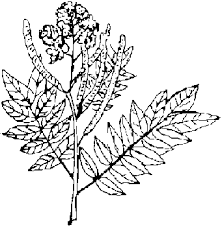 Image result for Synadenium pereskiifolium