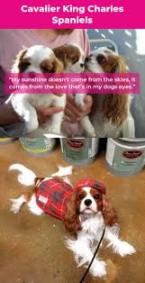 Find cavalier king charles spaniels for sale in san antonio on oodle classifieds. Cavalier King Charles Spaniel Puppies For Sale In East Texas Animal Stock Hd